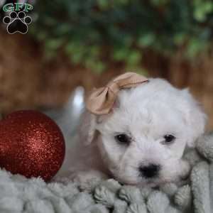 Tiny-Peppermint, Bichon Frise Puppy